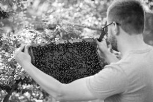 Books for a New Beekeeper Image